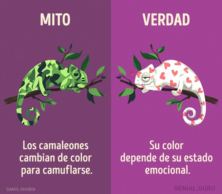 13 mitos sobre los animales en los que todavía creemos