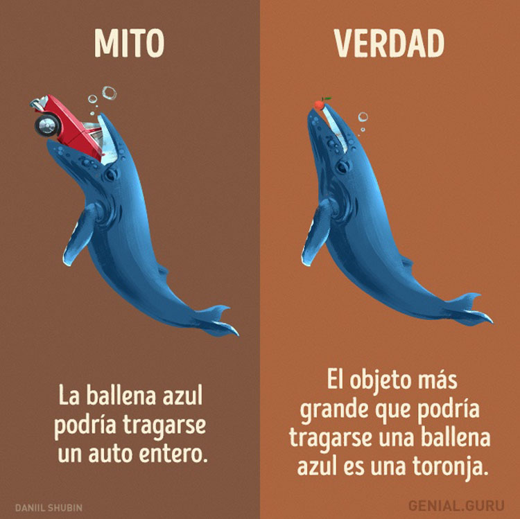 13 mitos sobre los animales en los que todavía creemos