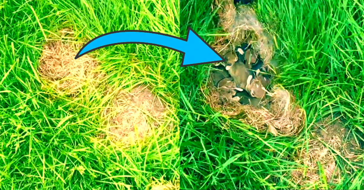 Expertos advierten: los trozos marrones en su patio podrían estar ocultando estos animales ADORABLES